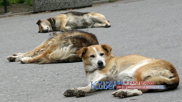 В Скрино простреляха две кучета