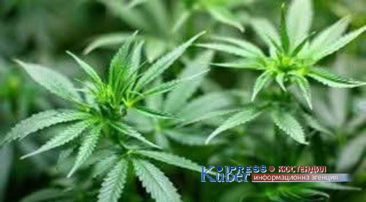 Задържаха 18 годишен младеж в Кюстендил с канабис
