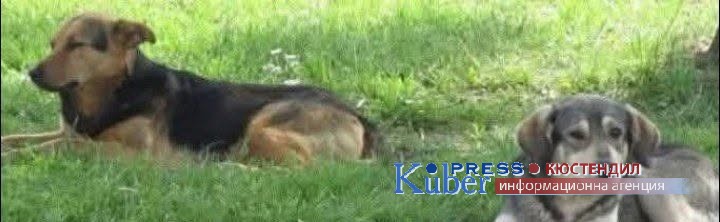 Община Кюстендил преброява безстопанствените кучета